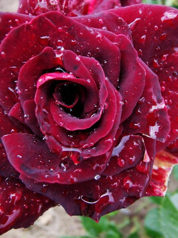 roza-wielkokwiatowa-black-magic_4 Róża rabatowa wielokwiatowa Black Magic