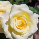 roza-wielkokwiatowa-chopin-kwiat