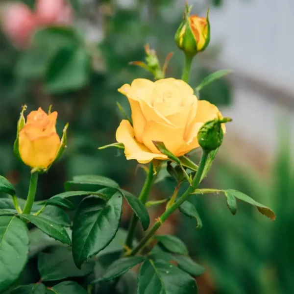 roza-angielska-zoltomiodowa_1 Róża angielska żółtomiodowa