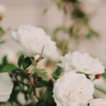 Biała róża okrywowa