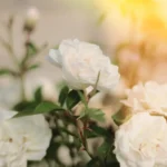 Biała róża okrywowa