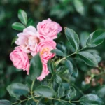 Róża okrywowa The Fais