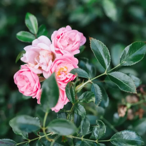 roza-okrywowa-the-fais Róża okrywowa The Fais