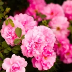 Róża okrywowa The Fais