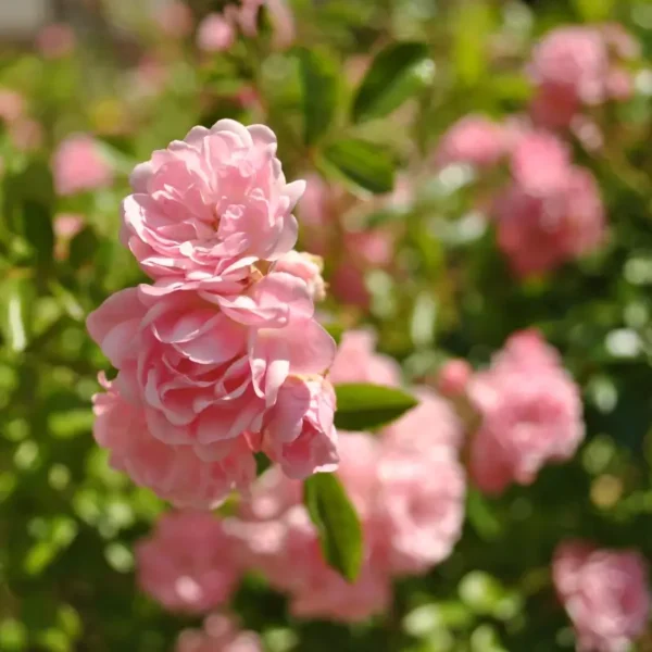 roza-okrywowa-the-fais_2 Róża okrywowa The Fais