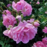 roza-okrywowa-the-fais_5