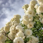 Róża parkowa w kolorze kremowym