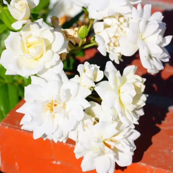 roza-parkowa-kremowa_1 Róża parkowa w kolorze kremowym