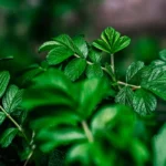 Róża parkowa - Rosa Rugosa