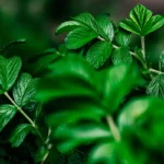 Róża parkowa - Rosa Rugoza