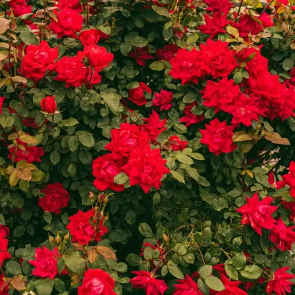 roza-pnaca-czerwona_1 Róża pnąca czerwona