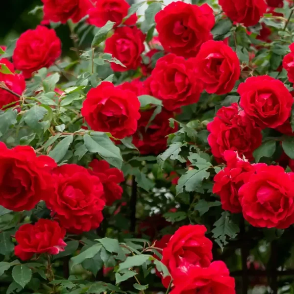 roza-pnaca-czerwona_2 Róża pnąca czerwona kwiat