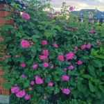 Róża pnąca 'Luis Od'