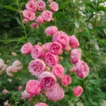 Róża pnąca 'Luis Od'