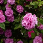 Róża pnąca Luis Od