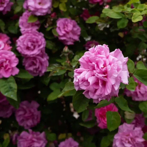 roza-pnaca-luis-od_1 Róża pnąca Luis Od