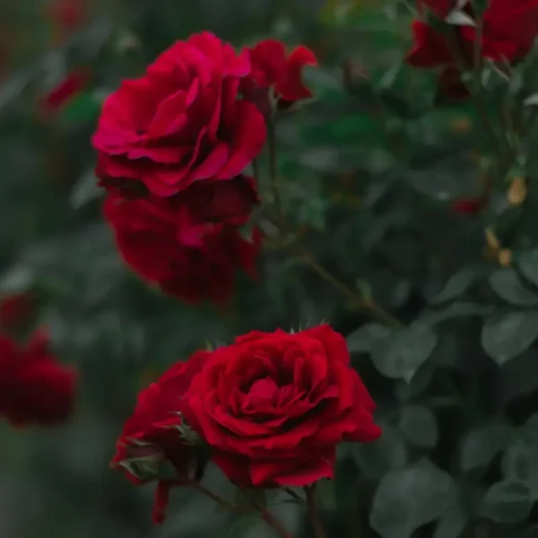 roza-rabatowa-aksamitna_1 Róża rabatowa