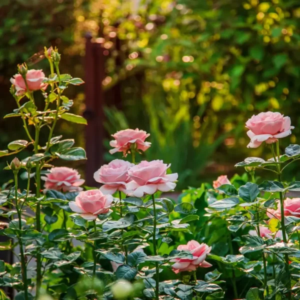 roza-rabatowa-quin-elizabeth Róża rabatowa Quin Elizabeth