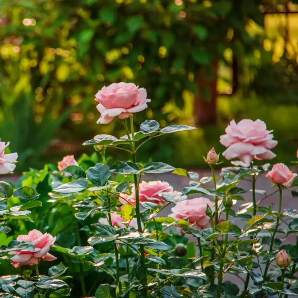 roza-rabatowa-quin-elizabeth_2 Róża rabatowa Queen Elizabeth