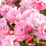 Róża rabatowa Różowa