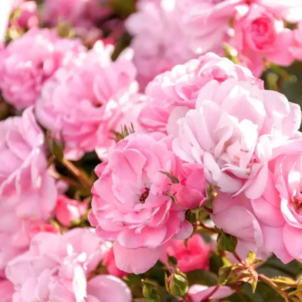 roza-rabatowa-rozowa Róża rabatowa Różowa