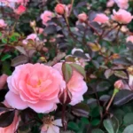 Róża rabatowa Różowa