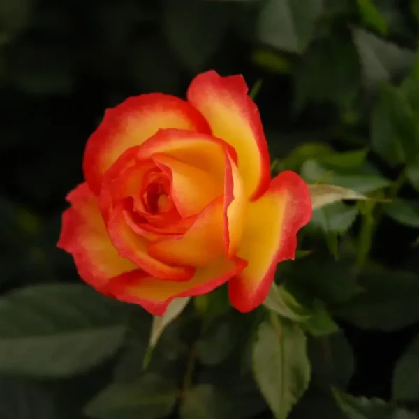 roza-rabatowa-rumba_1 Róża rabatowa Rumba