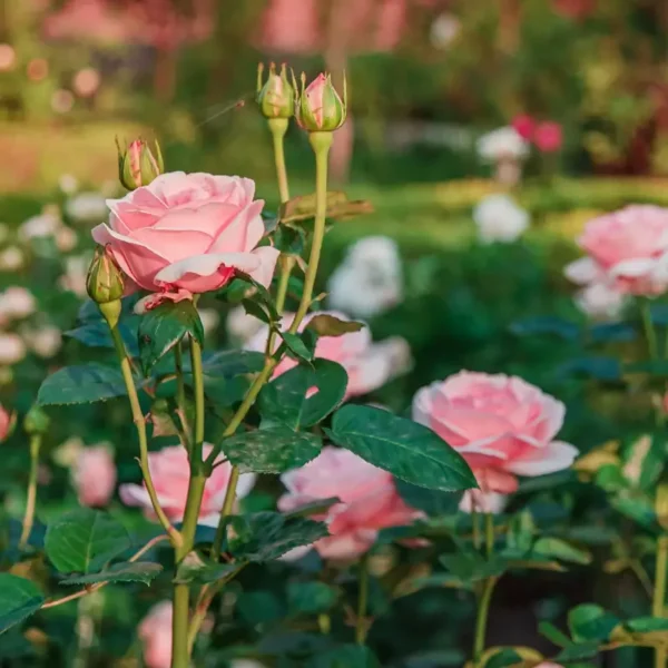 roza-rabatowa-tip-top_1 Róża rabatowa Tip Top