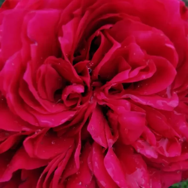 roza-angielska-malinowa_2 Kwiat róży angielskiej rabatowej