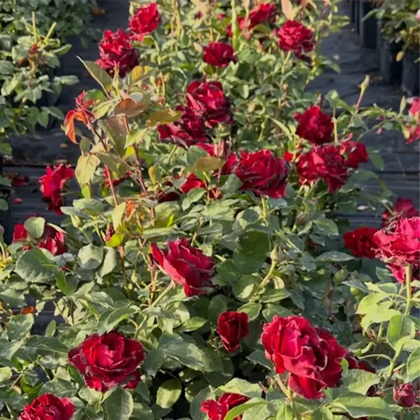 roza-rabatowa-bordowo-czarna_2 roza-rabatowa-bordowo-czarna_2