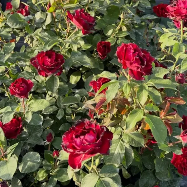 roza-rabatowa-bordowo-czarna_3 roza-rabatowa-bordowo-czarna_3