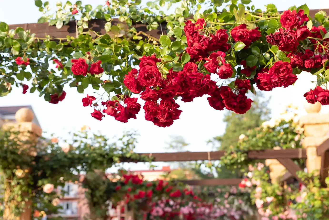 Różowe róże pnące obficie kwitnące przy drewnianej pergoli w ogrodzie.